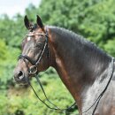 Busse bridle Arezzo without reins