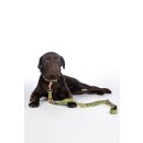 HKM dog training leash Qooper